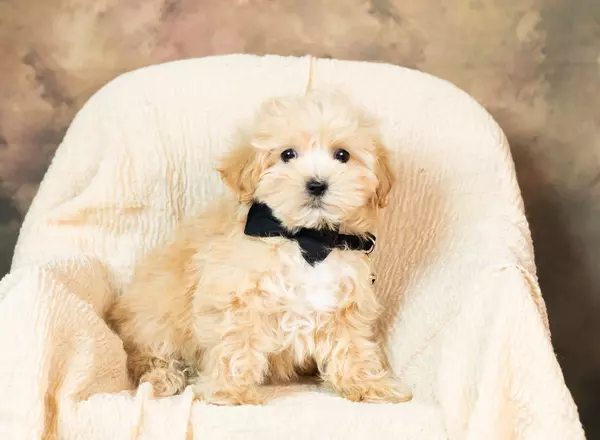 Maltipoo - Jayden