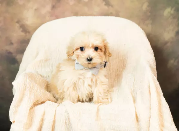 Maltipoo - Jude