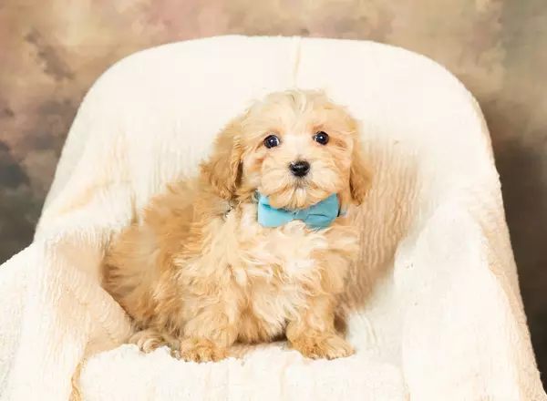 Maltipoo - Jacob