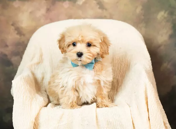 Maltipoo - Juke