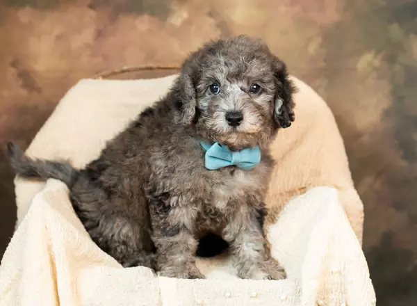 Mini Goldendoodle - Bambino