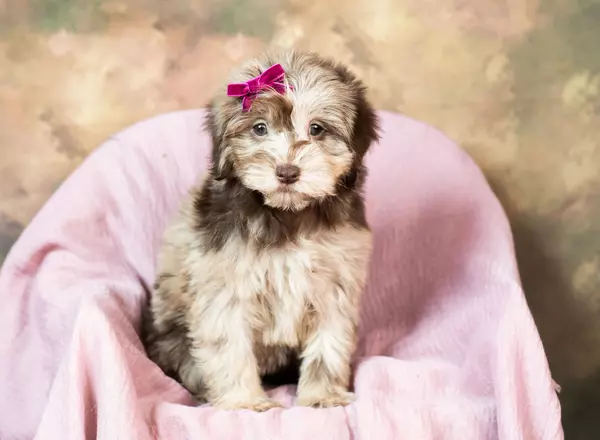 Mini Goldendoodle - Paisley