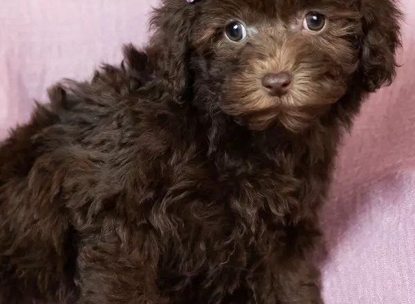 Mini Goldendoodle - Lexi