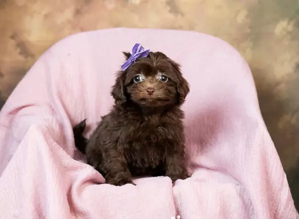 Mini Goldendoodle - Midge