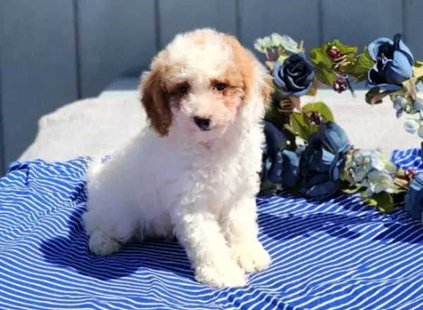 Miniature Poodle - Renni