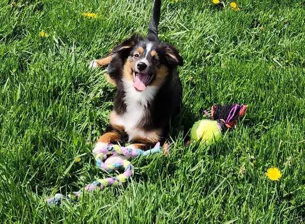 Miniature Australian Shepherd - Irvin