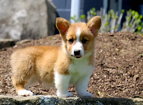 Welsh Corgi -Pembroke - Jase