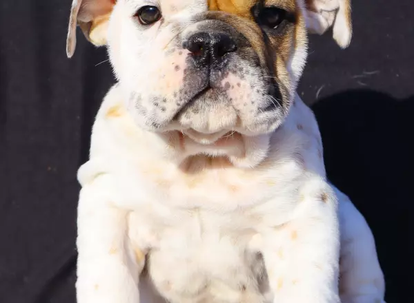 English Bulldog - Timmy