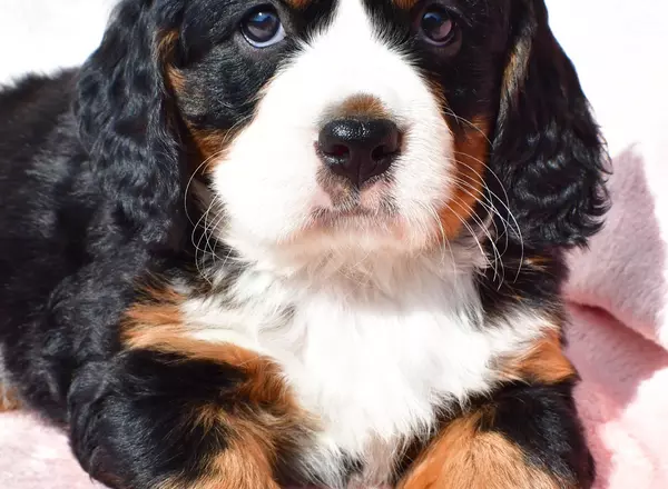 Mini Bernese Mountain Dogs - Tabby