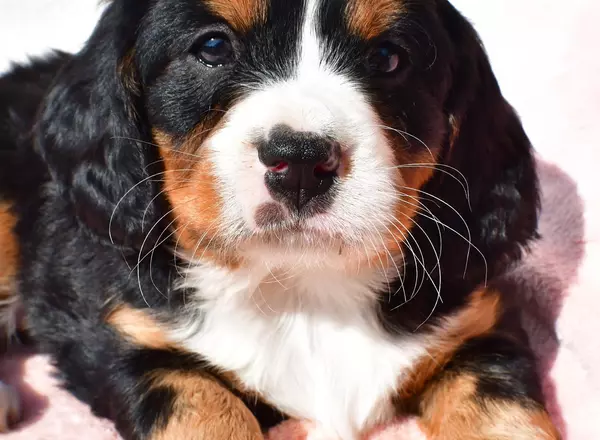 Mini Bernese Mountain Dogs - Trisha