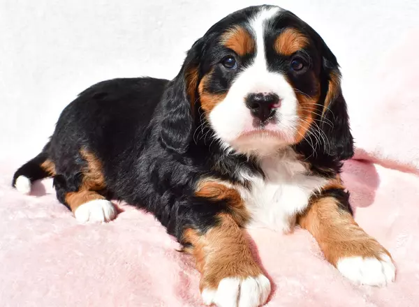 Mini Bernese Mountain Dogs - Tobby