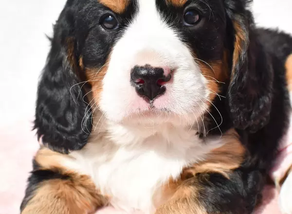 Mini Bernese Mountain Dogs - Tucker