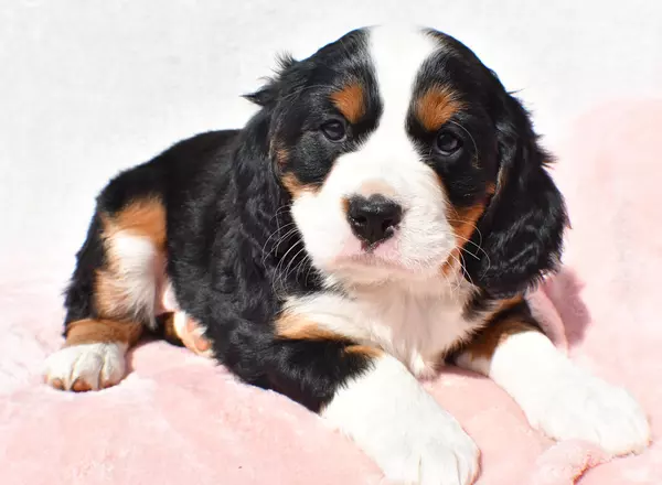 Mini Bernese Mountain Dogs - Trixie