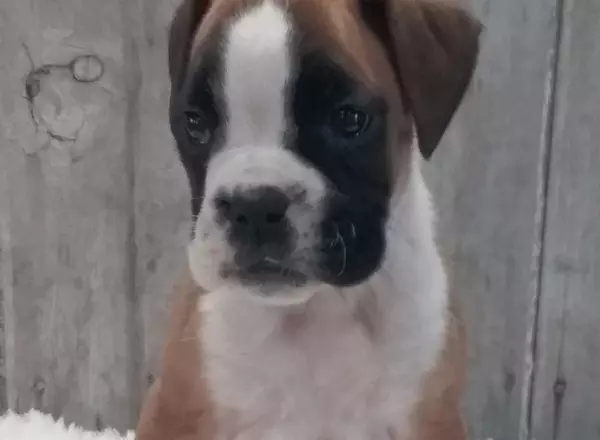 Boxer - Questa