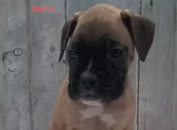 Boxer - Quella