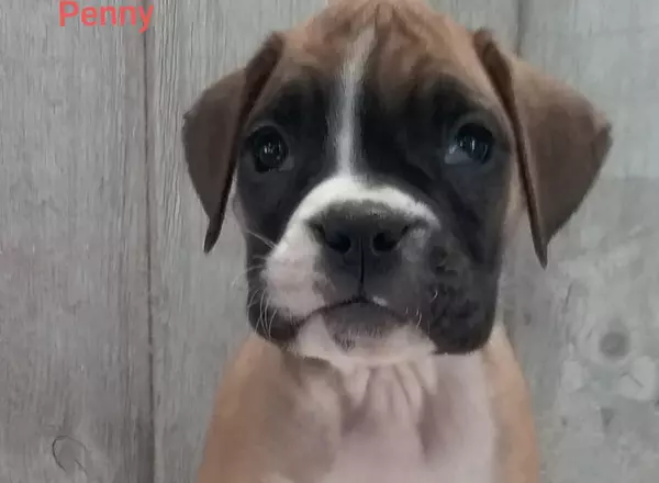 Boxer - Penny