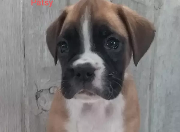 Boxer - Patsy