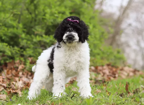 Standard Poodle - Lulu