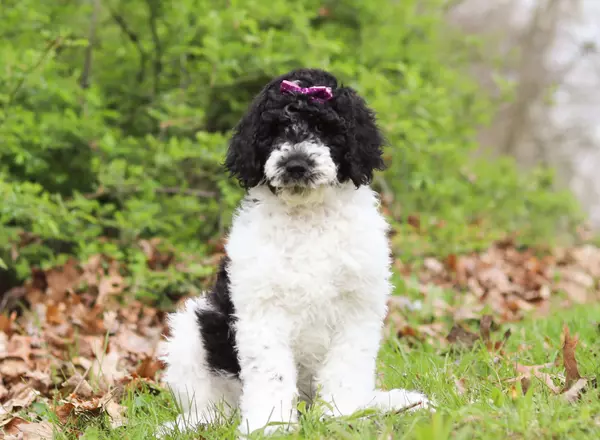 Standard Poodle - Athena