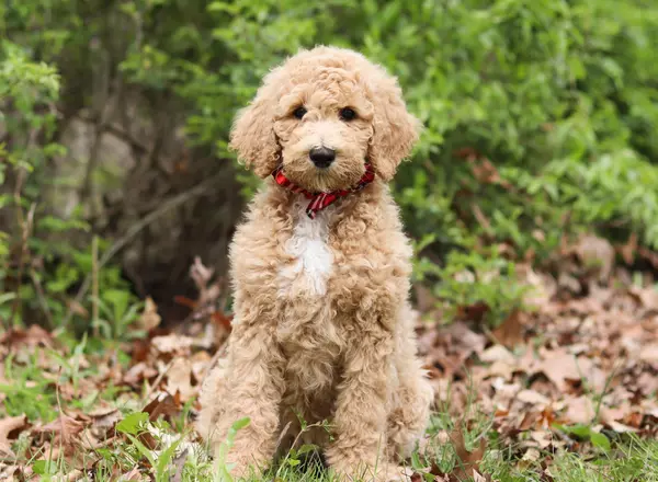 Standard Poodle - Chico