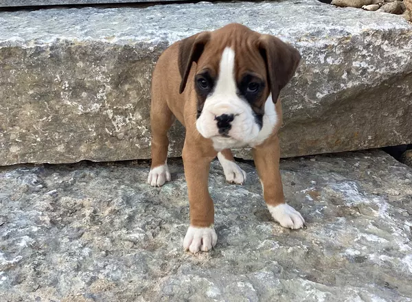 Boxer - AKC Ren