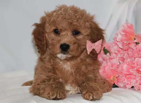 Mini Goldendoodle - Paige