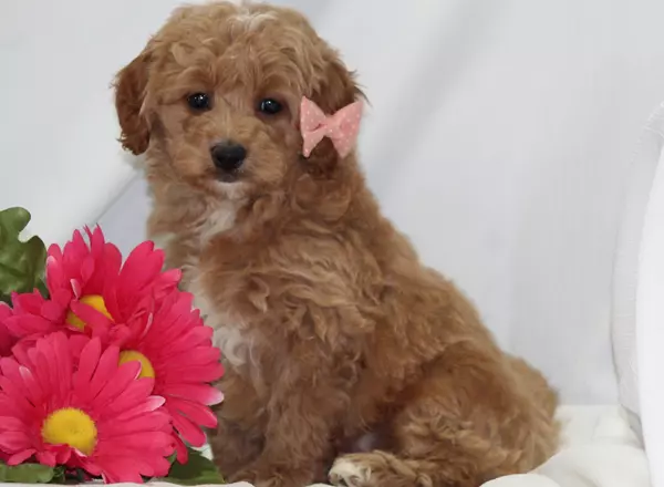 Mini Goldendoodle - Phoebe