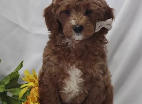 Mini Goldendoodle - Paul