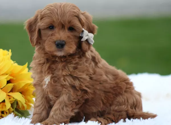 Mini Goldendoodle - Oliver