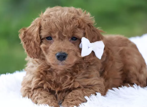 Mini Goldendoodle - Ozark