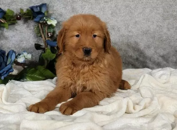 Golden Retriever - Kona