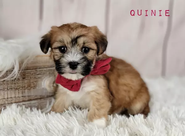 Morkie - QUINIE