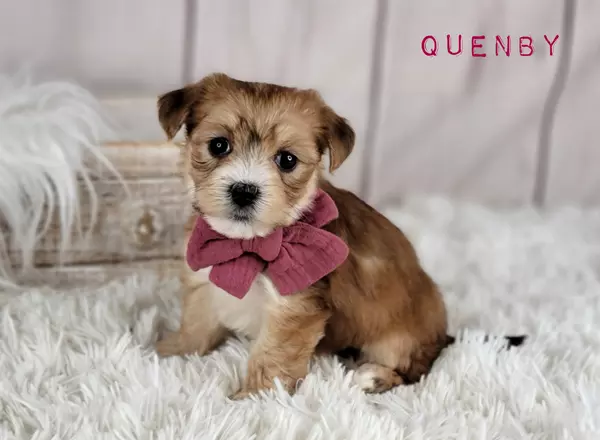 Morkie - QUENBY