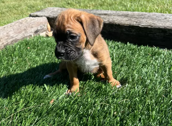 Boxer - Sadie