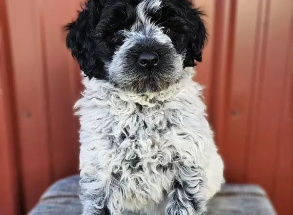 Portuguese Water Dog - Piper