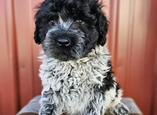 Portuguese Water Dog - Pablo