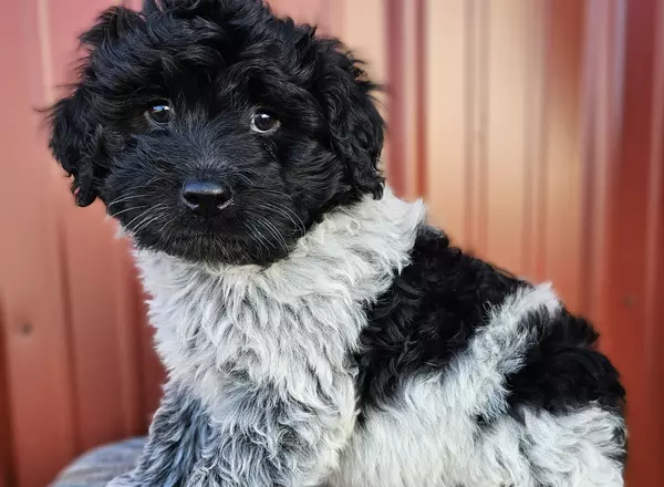 Portuguese Water Dog - Parker