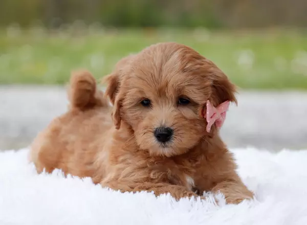 Mini Goldendoodle - Roxanne