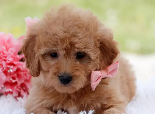Mini Goldendoodle - Regina