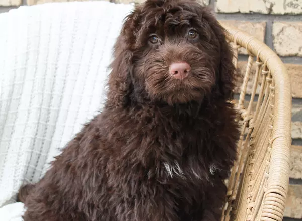 Portuguese Water Dog - Cleo