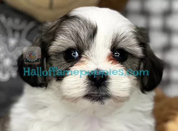 Shichon Teddy Bear - Jessie