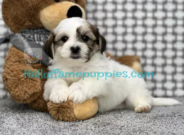 Shichon Teddy Bear - Kid
