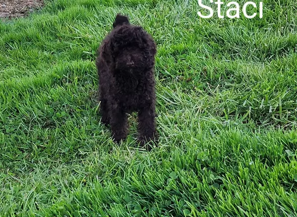 Miniature Poodle - Staci