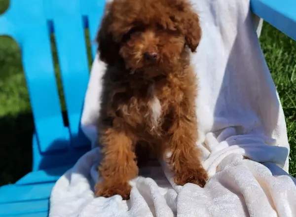 Miniature Poodle - Pam