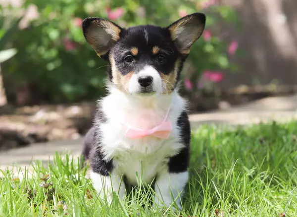 Welsh Corgi -Pembroke - Fanta