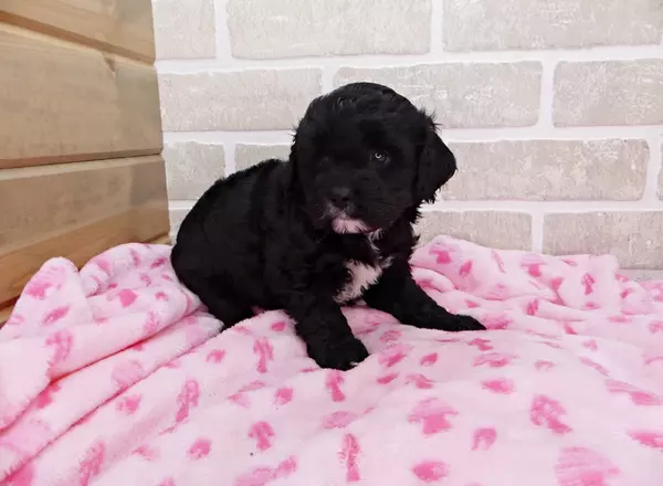 Cavapoo - HOLLY