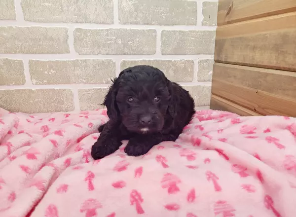 Cavapoo - Heidi