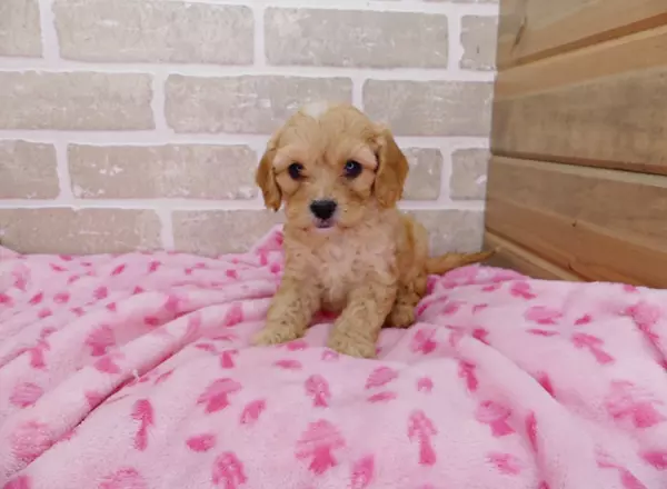 Cavapoo - HEATHER
