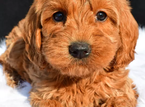 Mini Labradoodle - Baxter