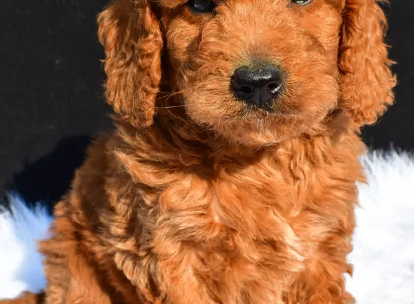 Mini Labradoodle - Asher